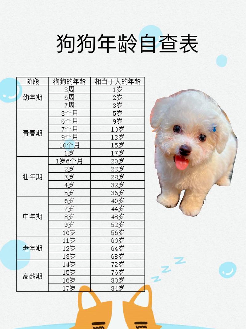 狗狗年龄不同对待,关爱陪伴是关键(狗的年龄和人的年龄对照表) 狗狗年龄不同对待,关爱陪伴是关键(狗的年龄和人的年龄对照表)