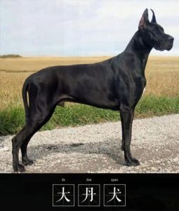 大乔治大丹犬VS吉娃娃，体型差异超大！（大的狗有多大）