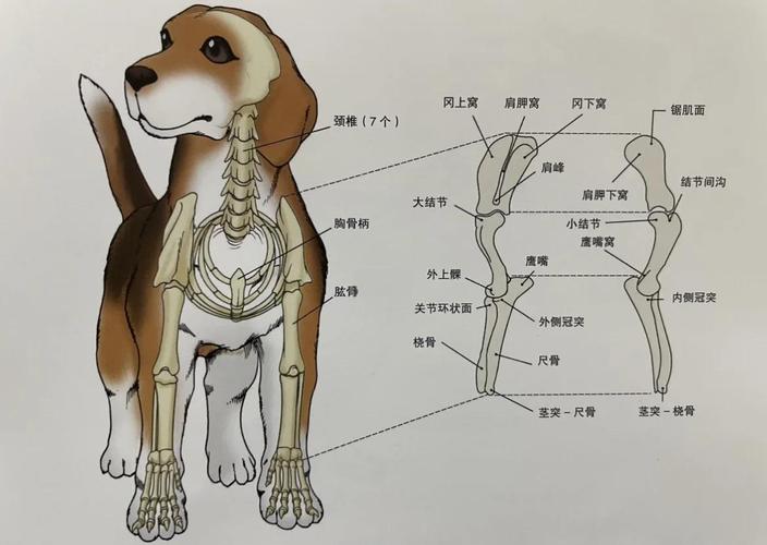 狗狗骨骼图及常见骨骼问题(狗的全身骨骼解剖图) 狗狗骨骼图及常见骨骼问题(狗的全身骨骼解剖图)