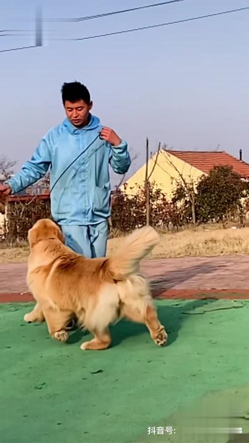 乳头红肿肚子变大嗜睡筑巢(狗怀孕一个月肚子变化过程图) 乳头红肿肚子变大嗜睡筑巢(狗怀孕一个月肚子变化过程图)