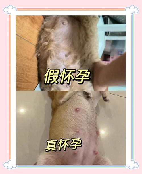 狗狗胎儿子宫内分布图，助你了解分娩过程（狗狗胎儿在母体位置图）