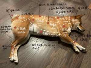 关爱狗狗，关注细节，健康生活（狗的全身解剖图）