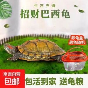 巴西龟养两只会打架吗？（巴西龟为什么不能养2只）