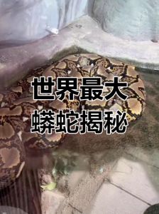 蟒蛇也能认人？饲养技巧分享（蟒蛇会认主人吗）