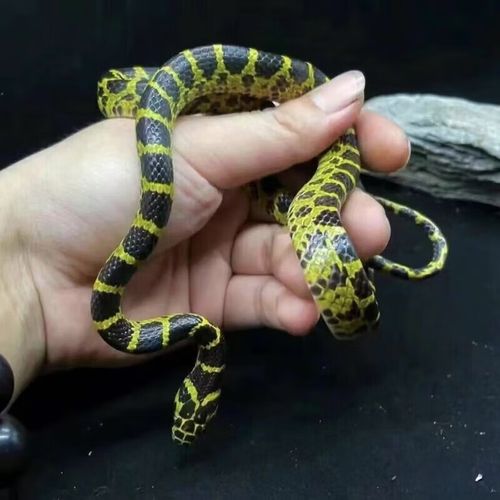 宠物蛇多少钱？品种年龄影响价格（无毒宠物蛇多少钱一只）