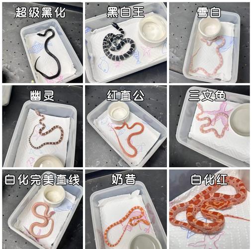 玉米蛇价格差异大,原色几百元,特殊上千元,新手推荐原色白化品种(小玉米蛇多少钱一只) 玉米蛇价格差异大,原色几百元,特殊上千元,新手推荐原色白化品种(小玉米蛇多少钱一只)