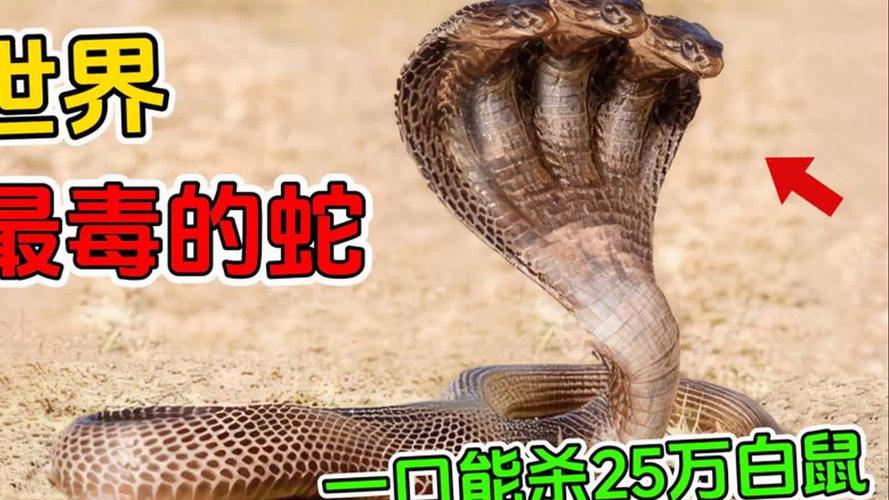 致命毒液排行榜(全球最毒的十大毒蛇排行榜和照片) 致命毒液排行榜(全球最毒的十大毒蛇排行榜和照片)
