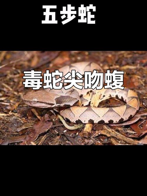 太攀蛇眼镜王蛇等最危险（世界上最毒的蛇排名前十图片）