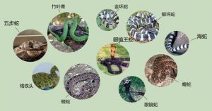 男子边走边玩手机被毒蛇咬伤 生死时速获救（竹叶青和五步蛇打架）