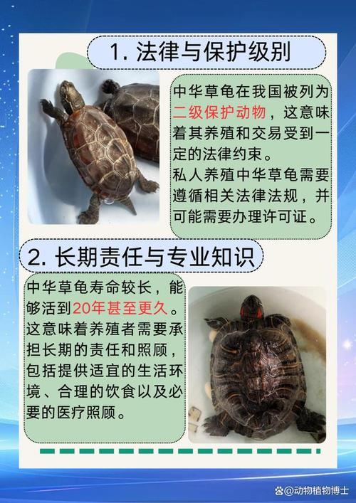 养乌龟有讲究？老人担忧有原因！（为什么老人说家里不能养乌龟）