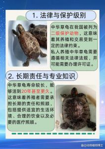 养乌龟有讲究？老人担忧有原因！（为什么老人说家里不能养乌龟）