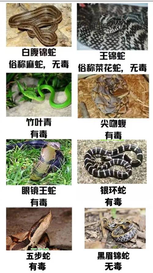 太攀蛇眼镜王蛇等最危险（世界上最毒的蛇排名前十图片）