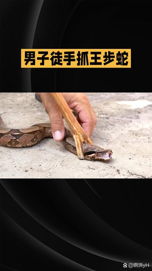农村蛇进屋？封堵修剪加驱蛇，安全又防蛇！（长期驱蛇的最佳方式）