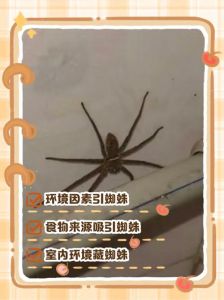 蜘蛛是家里的守护者，帮你赶走蚊子苍蝇（家里有蜘蛛要不要打死）