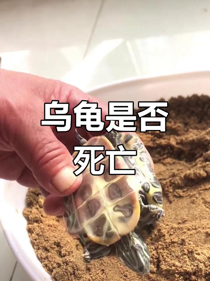 龟冬眠与死亡的区别(乌龟冬眠和死了区别图) 龟冬眠与死亡的区别(乌龟冬眠和死了区别图)