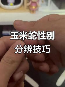 玉米蛇认主？本能熟悉非情感，温柔互动可建立信任（玉米蛇会认主人）