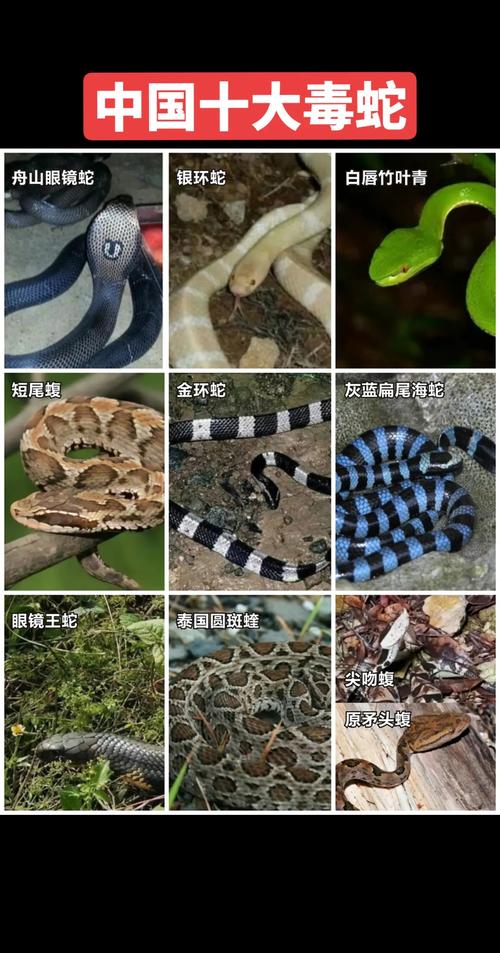 致命毒液与药用价值（最毒的蛇第一名）