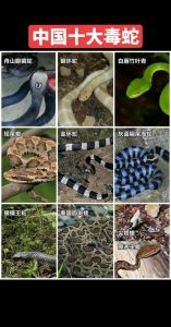 致命毒液与药用价值（最毒的蛇第一名）