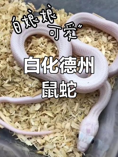 白色宠物蛇品种大盘点(白色宠物蛇品种大全) 白色宠物蛇品种大盘点(白色宠物蛇品种大全)