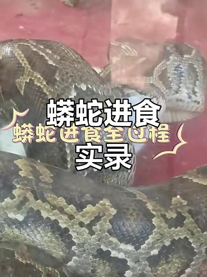 警惕！蟒蛇宠物危险，可能攻击主人！（养蟒蛇会吃掉主人新闻）