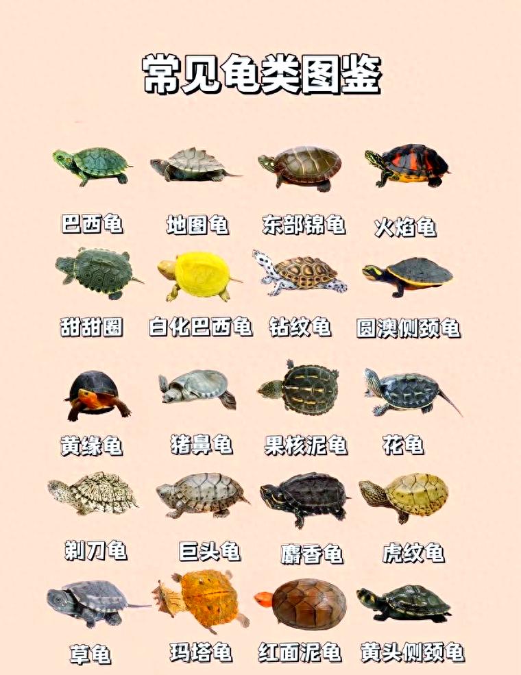 选龟看行为甲壳,养龟注意喂食清洁(宠物龟品种) 选龟看行为甲壳,养龟注意喂食清洁(宠物龟品种)