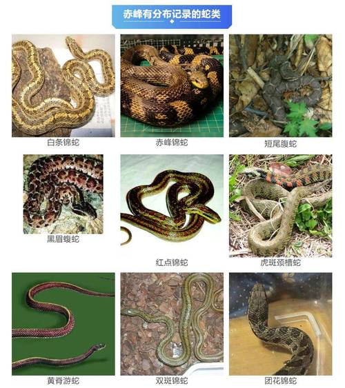 警惕野外生存威胁（中国十大毒蛇排名表）