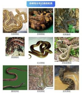 警惕野外生存威胁（中国十大毒蛇排名表）
