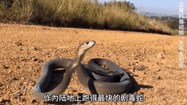 致命毒蛇需敬畏（黑曼巴和太攀蛇谁更毒）