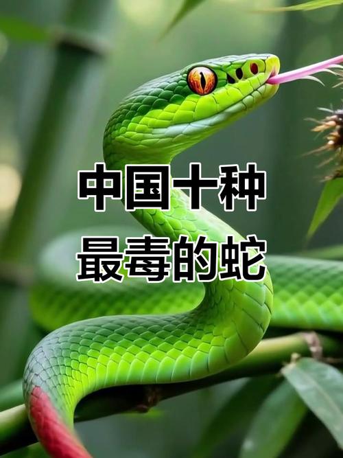 银环蛇眼镜王蛇等,野外需警惕(中国什么蛇毒性最强排行榜) 银环蛇眼镜王蛇等,野外需警惕(中国什么蛇毒性最强排行榜)
