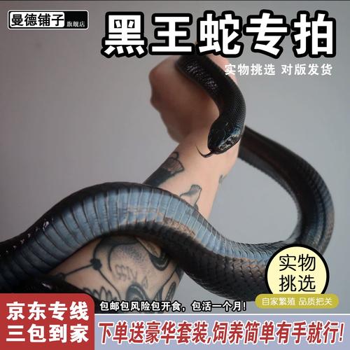 活体宠物蛇价格差异大,新手选玉米蛇虎斑游蛇最亲民(活体宠物蛇多少钱一只) 活体宠物蛇价格差异大,新手选玉米蛇虎斑游蛇最亲民(活体宠物蛇多少钱一只)