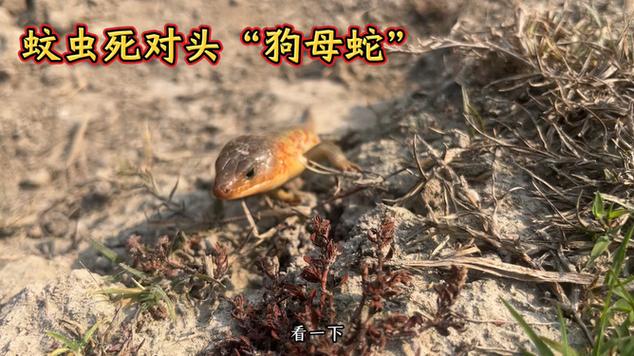 狗能防蛇但非绝对，防蛇关键在灭鼠堵缝（家里有狗蛇敢来吗）