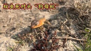狗能防蛇但非绝对，防蛇关键在灭鼠堵缝（家里有狗蛇敢来吗）