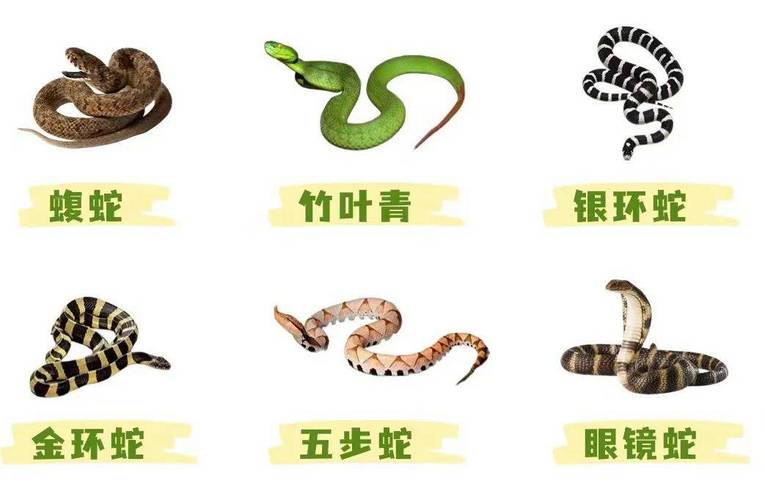 危险多样，生态重要（中国27种毒蛇排名照片）