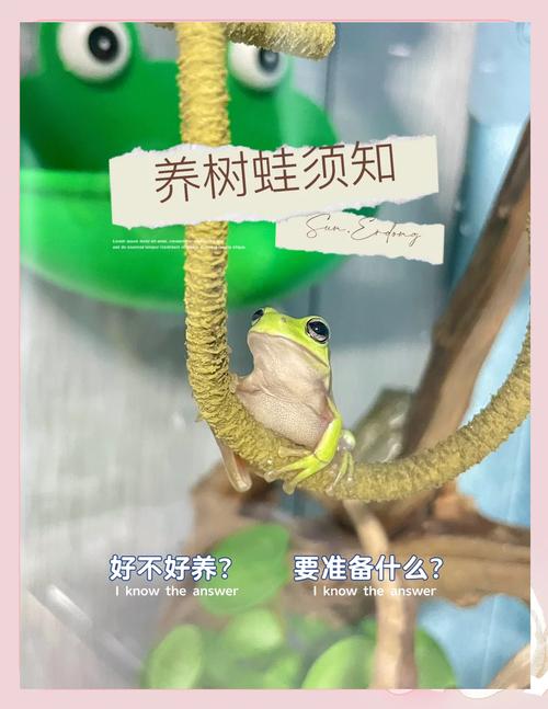 养蛙容器选择及环境要求（宠物蛙怎么养）