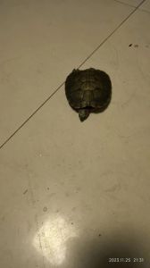 乌龟突然死掉？别信替主人挡灾！（乌龟突然死了是为主人挡灾吗）