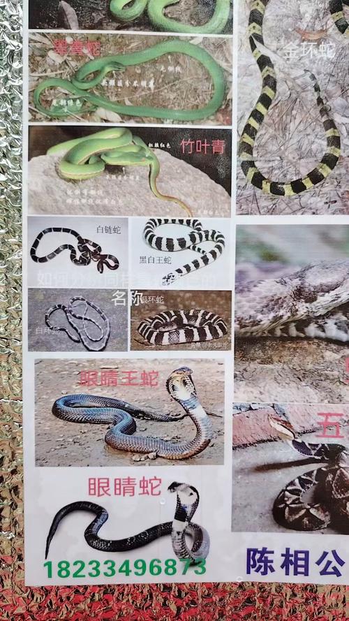 智慧灵气 生态保护（蛇的品种大全108种图片）