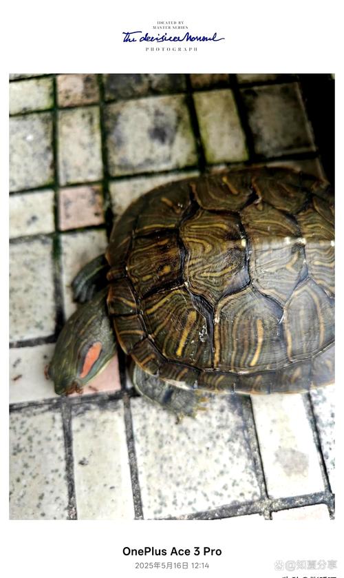 乌龟快死了?注意7个危险信号!(乌龟快死的七大征兆) 乌龟快死了?注意7个危险信号!(乌龟快死的七大征兆)