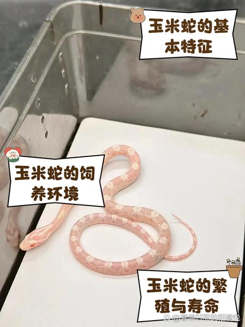 白化玉米蛇价格160元至15000元，选对品种很重要！（白化玉米蛇多少钱一只幼蛇）