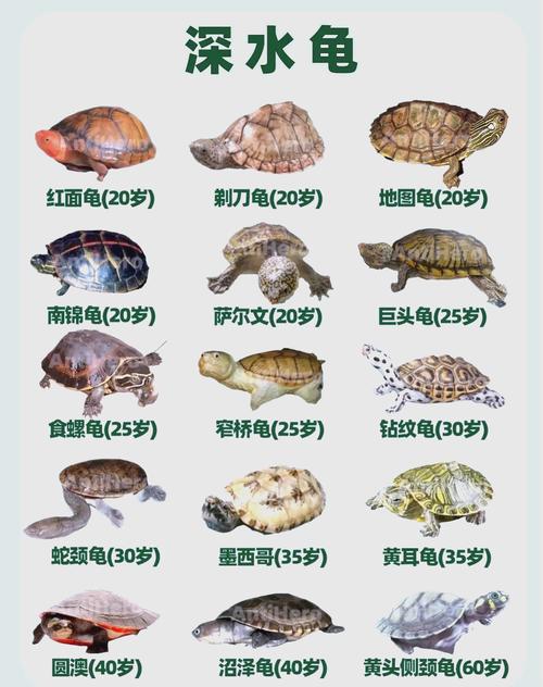 习性饮食环境要注意（宠物龟习性）