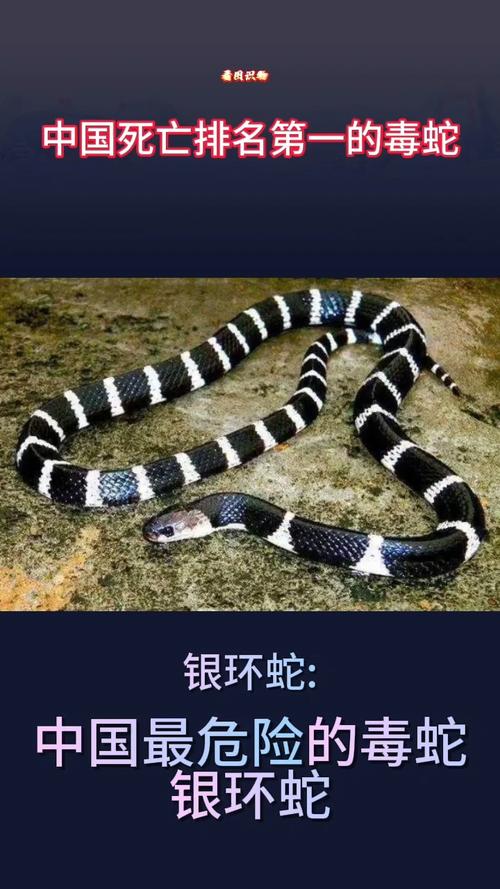 银环蛇最强，野外活动需注意安全（中国10大毒蛇排名）