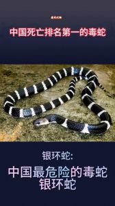 银环蛇最强，野外活动需注意安全（中国10大毒蛇排名）