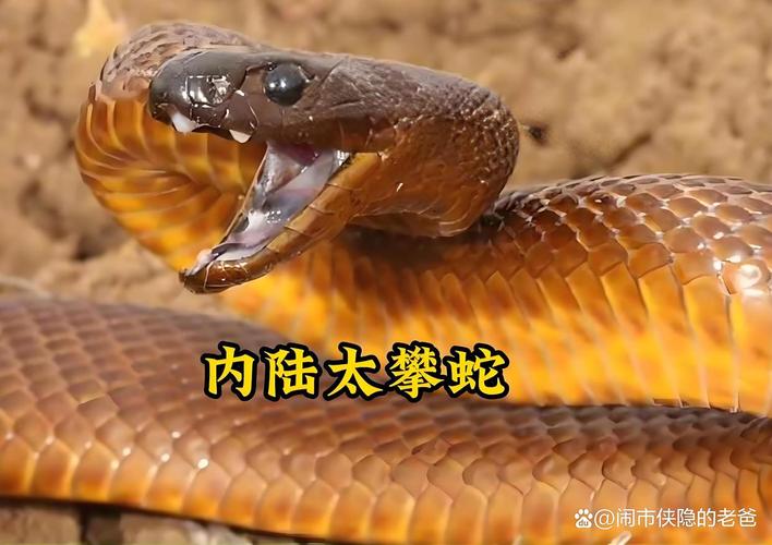 毒性攻击性都需看（世界最毒的蛇第一名）