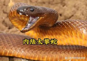 毒性攻击性都需看（世界最毒的蛇第一名）