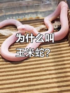 温顺无毒好宠物，生态助手受欢迎（玉米蛇有毒吗）
