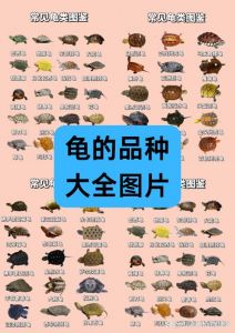养龟乐趣多，巴西易养慎放生，国龟选人工繁育（乌龟十大品种）