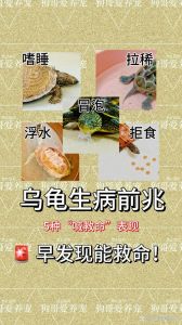 警惕！养乌龟或致沙门氏菌感染，尤其危险儿童（养乌龟对人的巨大危害）