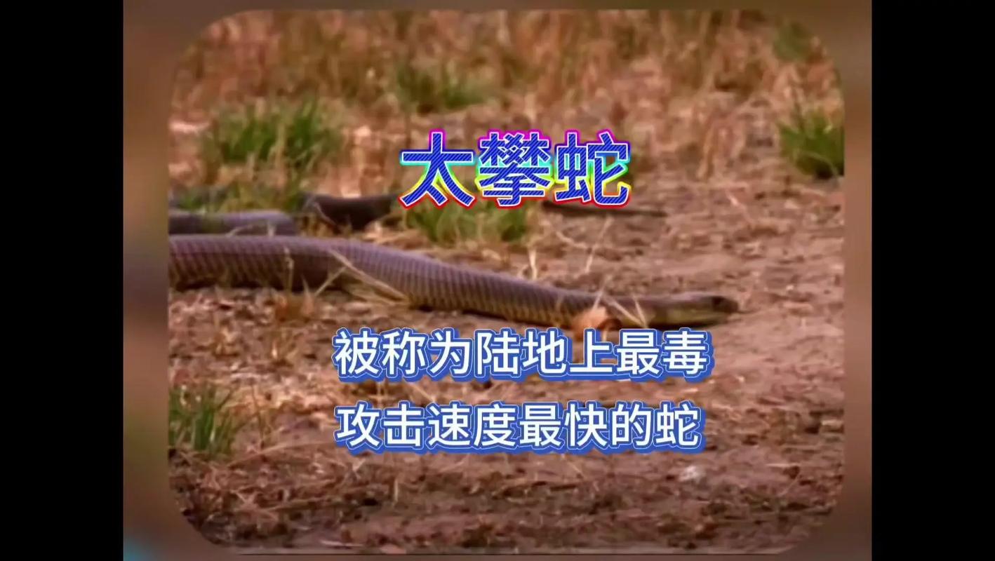 急救与预防要知道(太攀蛇咬到了有救吗) 急救与预防要知道(太攀蛇咬到了有救吗)