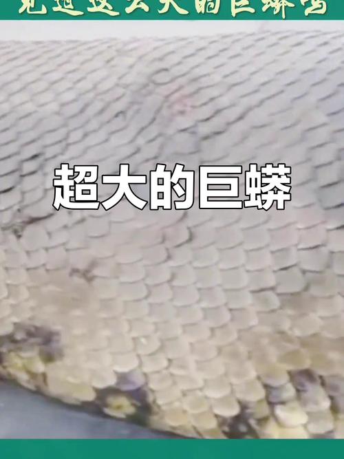 中国最大蛇缅甸蟒,国家一级保护动物(中国最大一条巨蛇) 中国最大蛇缅甸蟒,国家一级保护动物(中国最大一条巨蛇)