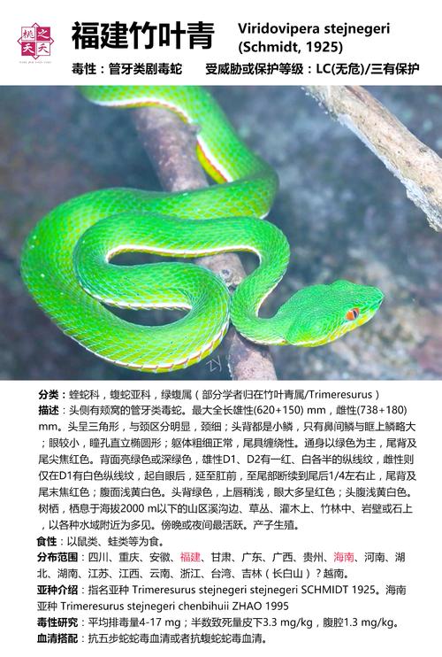 不止一种,毒性各异,注意防范(竹叶青蛇与五步蛇对比) 不止一种,毒性各异,注意防范(竹叶青蛇与五步蛇对比)