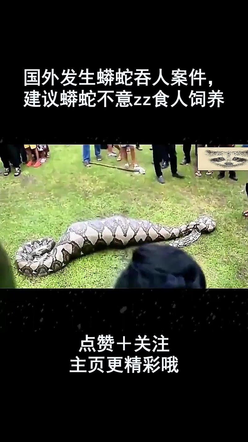 宠物蟒蛇极少伤人 因何攻击要了解（宠物蟒蛇会吃主人吗）